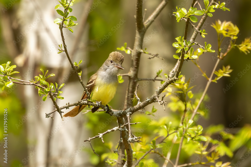 The great crested flycatcher  is a large insect-eating bird of the tyrant flycatcher