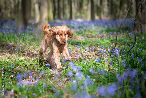 English Cocker Spaniel dog running in the woods surrounded by bluebell flowers