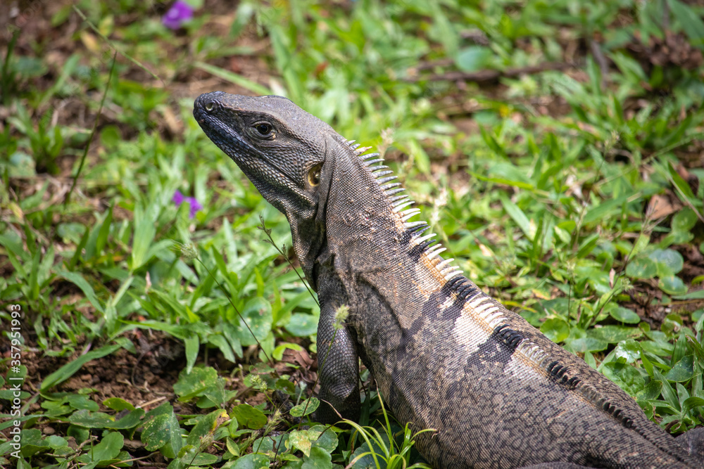 A Costa Rican lizard lays in the hot sun. A Costa Rican lizard lays in the hot sun.