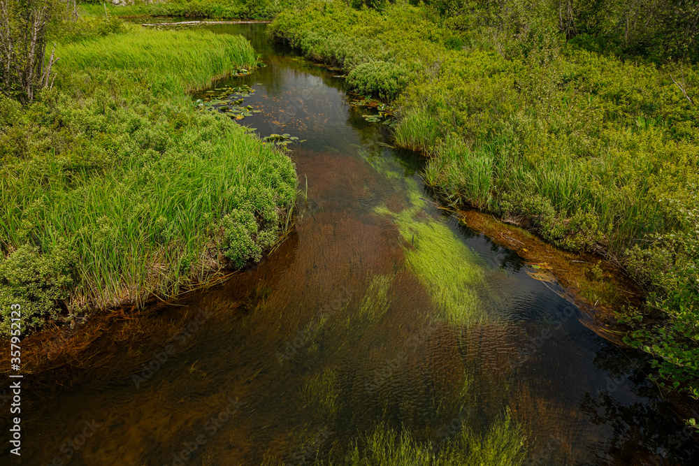 stream in the forest stream in the forest