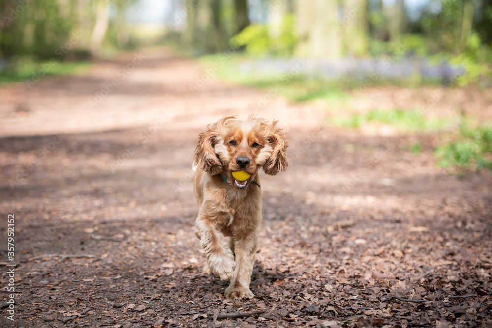 Cocker Spaniel dog running in the woods with a yellow ball in his mouth