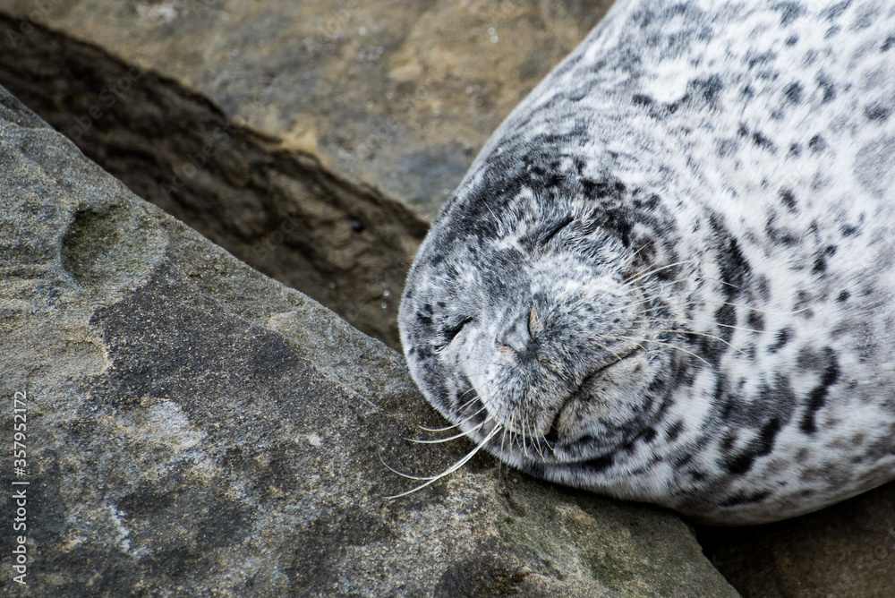 White Harbor Seal