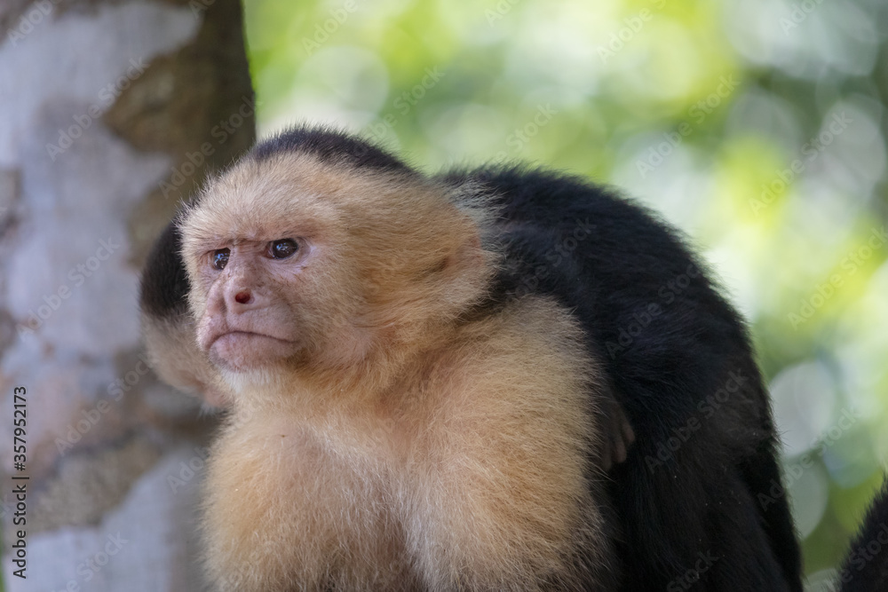 A Costa Rican monkey called the Capuchin poses for the camera. A Costa Rican monkey called the Capuchin poses for the camera.
