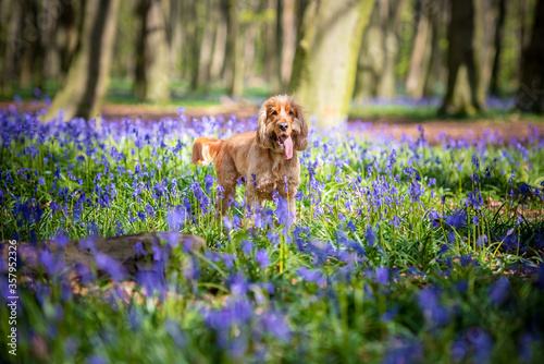 Cocker Spaniel dog in the woods surrounded by bluebell flowers on a bright day