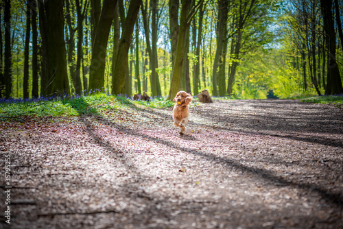 Fototapeta Naklejka Na Ścianę i Meble -  English Cocker Spaniel dog running down a path in the woods 