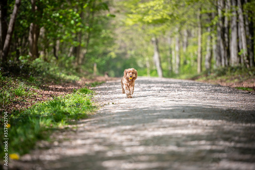 Fototapeta Naklejka Na Ścianę i Meble -  Cocker Spaniel dog running down a path in the woods on a sunny day