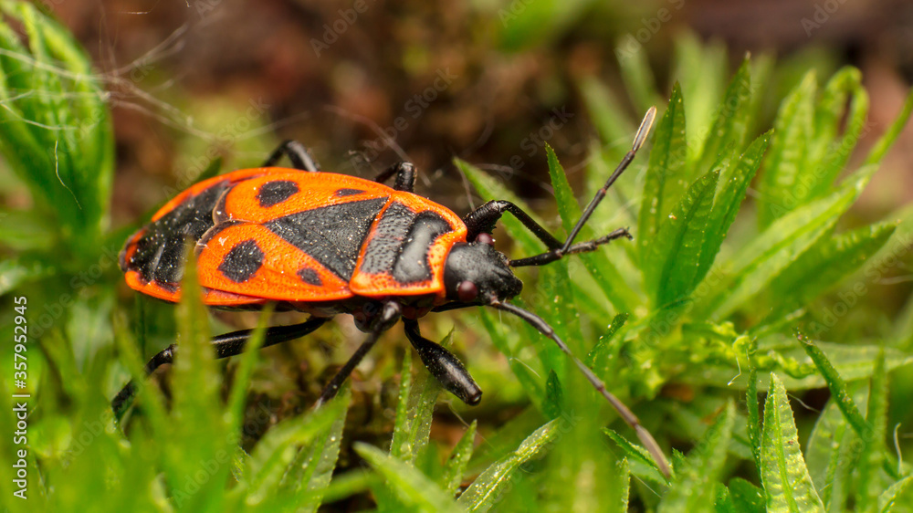 redbug soldier, macro, super macro, Pyrrhocoris apterus, Pyrrhocoridae from squad Hemiptera, in natural habitat, on the ground in low grass