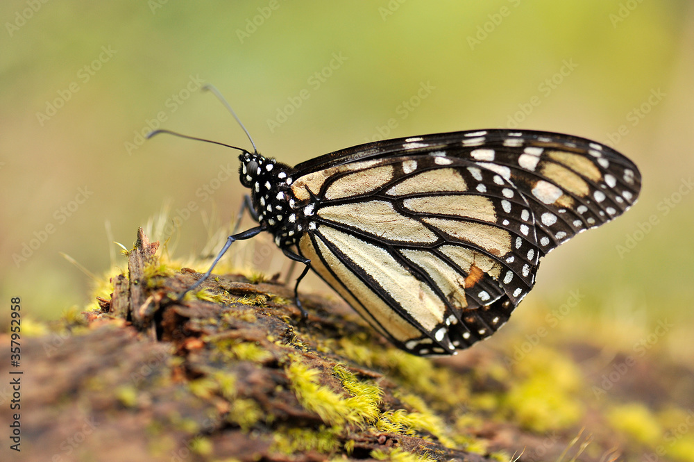 Fototapeta premium Monarca