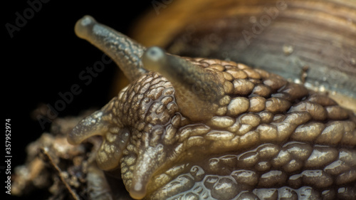 portrait of a snail, cochlea, snail skin texture, Gastropoda class of Mollusca, macro, supermacro, in natural habitat