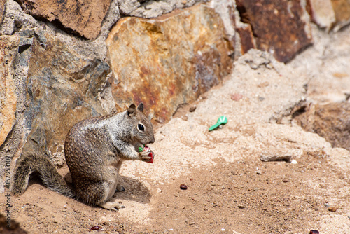 California Ground Squirrel  eating