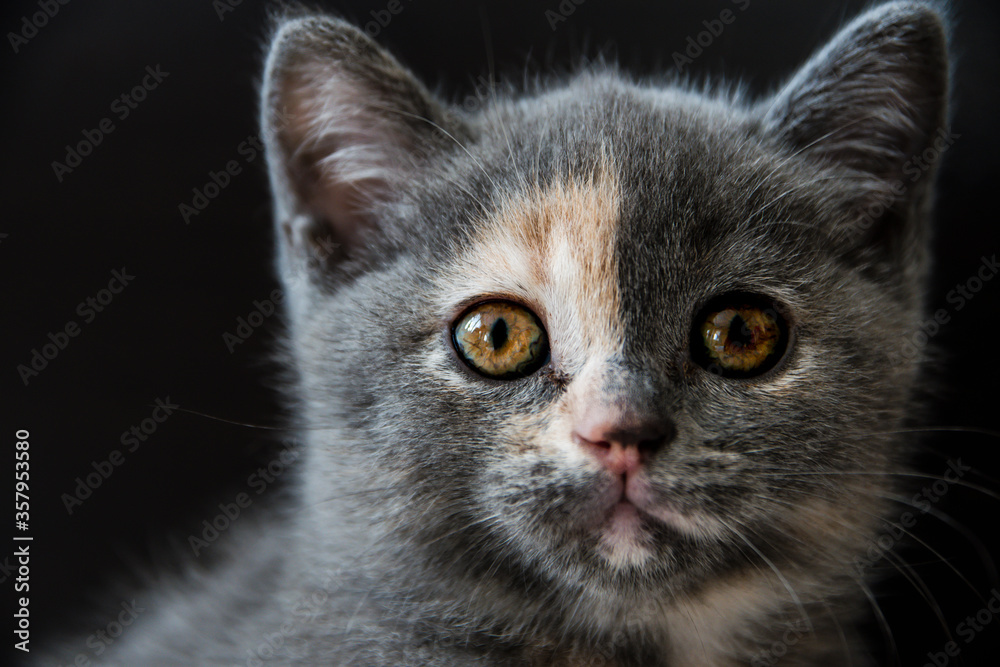 A grey British shorthair kitten with beautiful eyes stares into the camera
