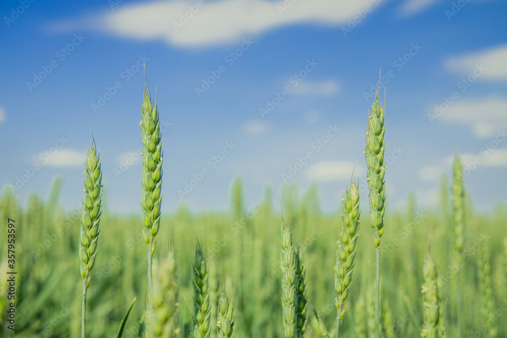 green wheat cereals summer time day field rural farm land soft focus close up scenic view with blurred nature blue sky background green wheat cereals summer time day field rural farm land soft focus close up scenic view with blurred nature blue sky background