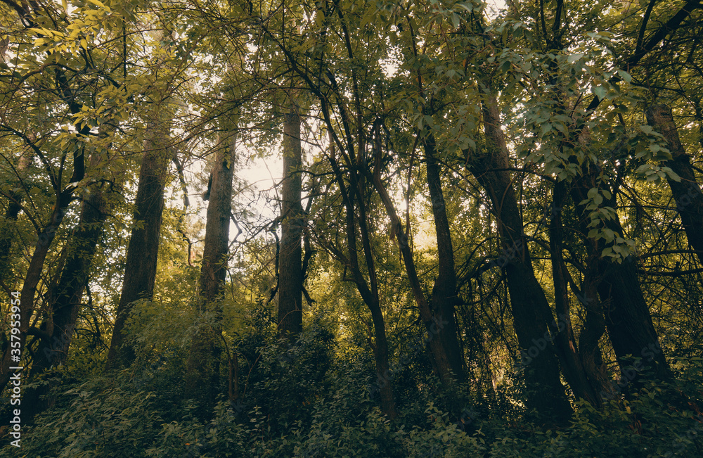 Fototapeta premium Alguna calle con arboles.