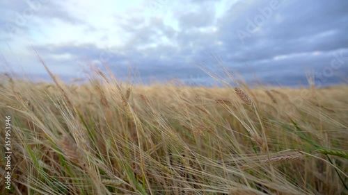 Rural landscape with ruy field over blue evening sky at sunny day. photo