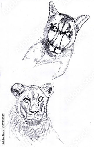 Photography Graphic black and white sketch of wild cats