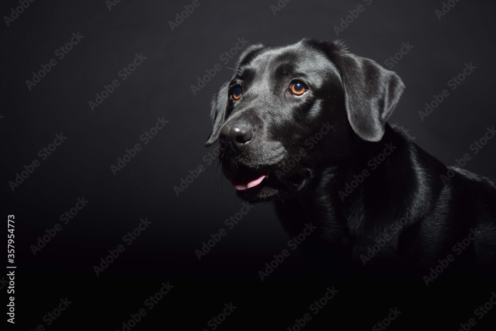black lab black lab