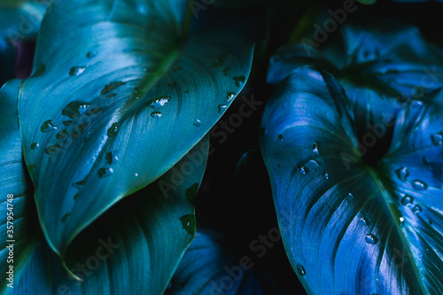 Tropical leaf with water droplets