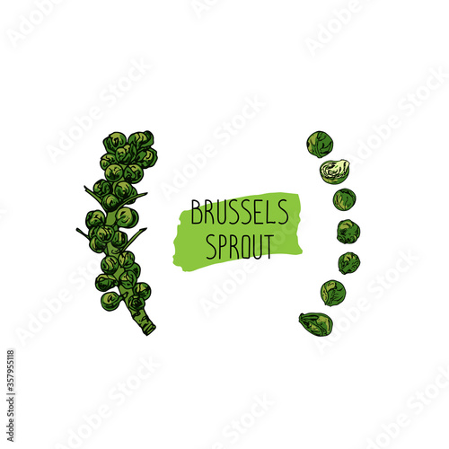 Hand drawn sketch style Brussels sprout set. Color illustration. 