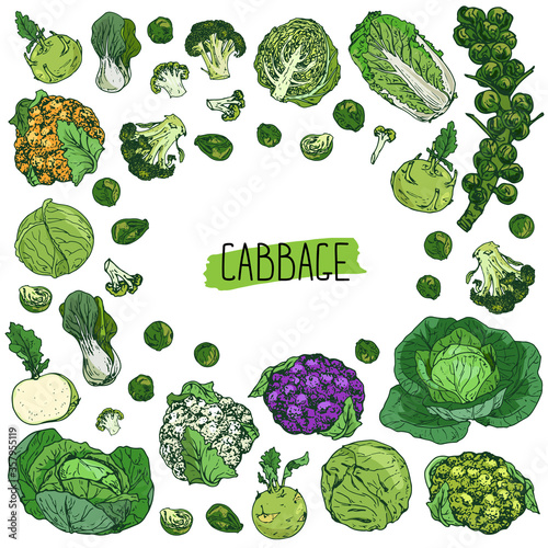 Hand drawn sketch style cabbage set. Cabbage, kohlrabi, Brussels sprouts (branch and single), broccoli, orange, green and purple cauliflowers, napa cabbage and bok choy. Color background. 