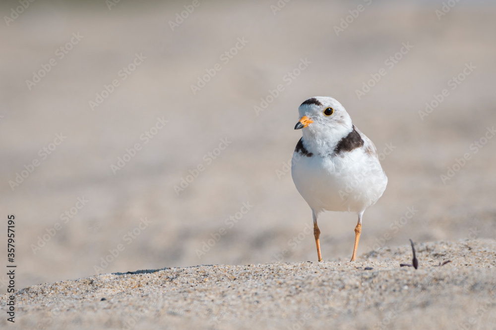 pipping plover looks left on the beach pipping plover looks left on the beach