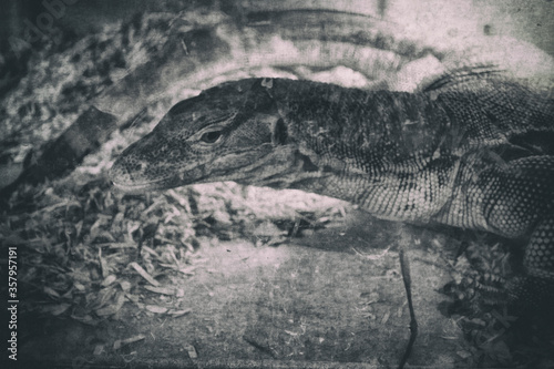 The Reptile