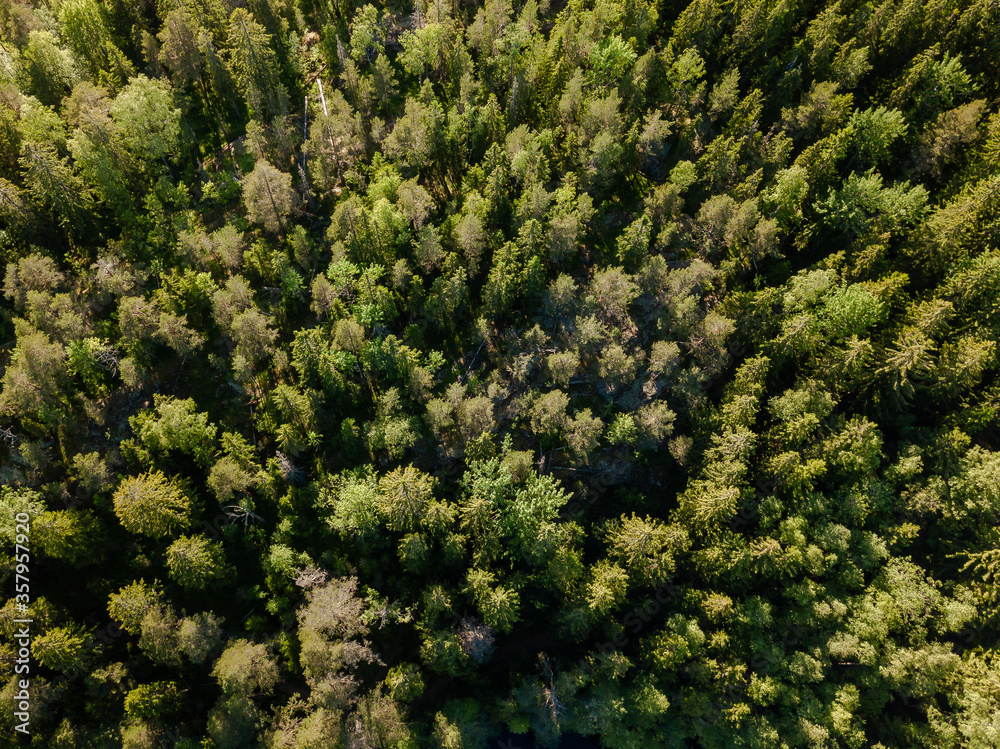 Aerial view
Dense forest in Finland.
Espoo. Aerial view
Dense forest in Finland.
Espoo.
