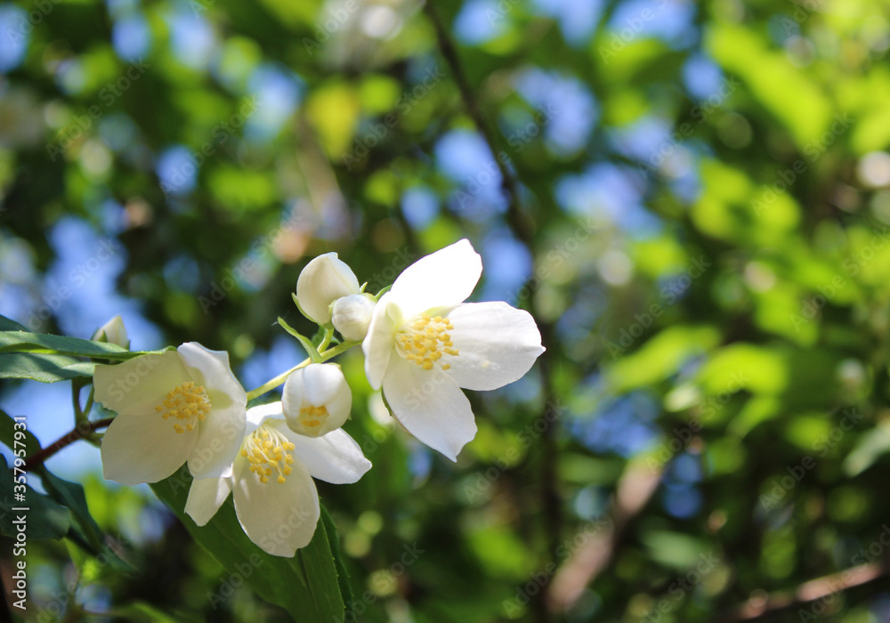 Fototapeta premium Blizzard Mock Orange Blooming Flowers