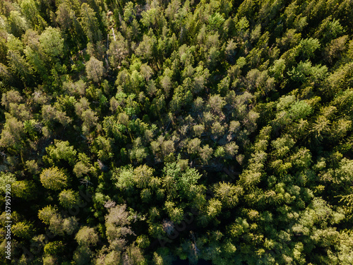 Aerial view Dense forest in Finland. Espoo.