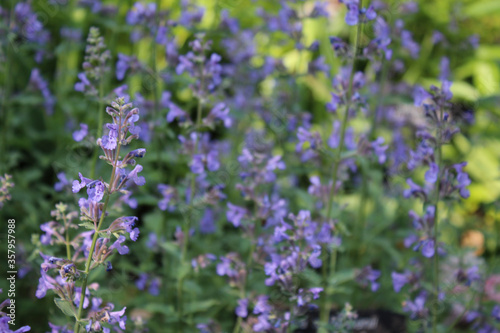 Photo of Flowering Catmint Blossoms