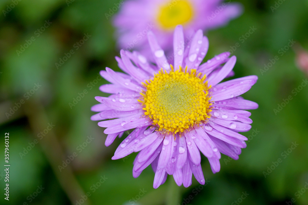 Berg Aster Berg Aster