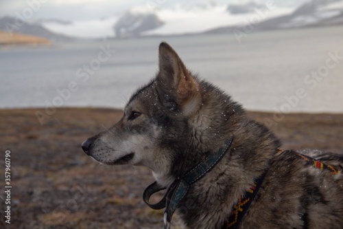 Shot of the beautiful gray and furry  Tamaskan wold dog photo