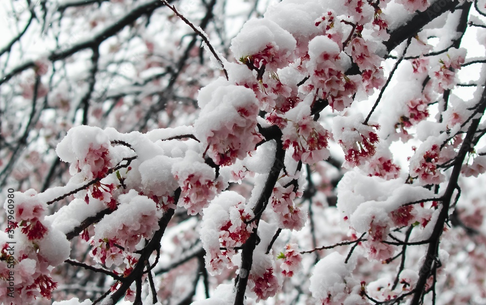 Cherry blossoms covered in snow in a park in Tokyo in late March Cherry blossoms covered in snow in a park in Tokyo in late March