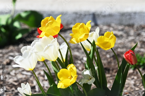 Fototapeta Naklejka Na Ścianę i Meble -  Colorful Tulips