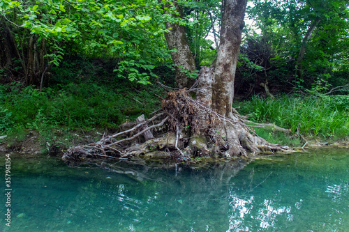 A perishing tree by the river in the forest.