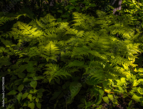 Sun dappled ferns on forest floor lush  green and yellows