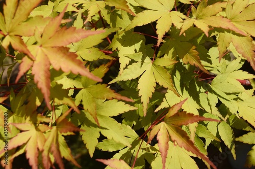 High angle closuep shot of beautiful colorful maple leaves photo