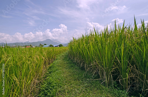 Ridge with grass in ear of rice in the farm in Thailand