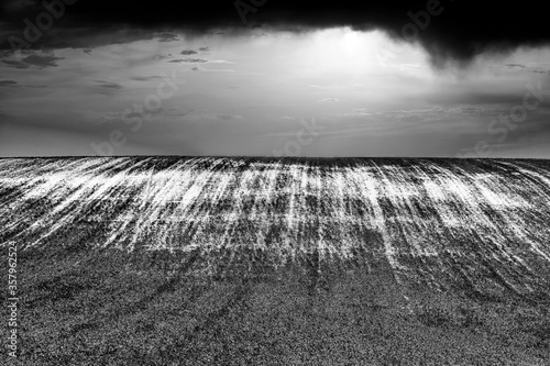 Grayscale shot of long grass field photo