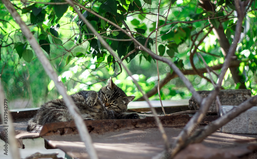 A very cute stripped homeless cat on the roof of the house is taking a nap. Its sunny summer weather outside.// A very cute stripped homeless cat on the roof of the house is taking a nap. Its sunny summer weather outside.//