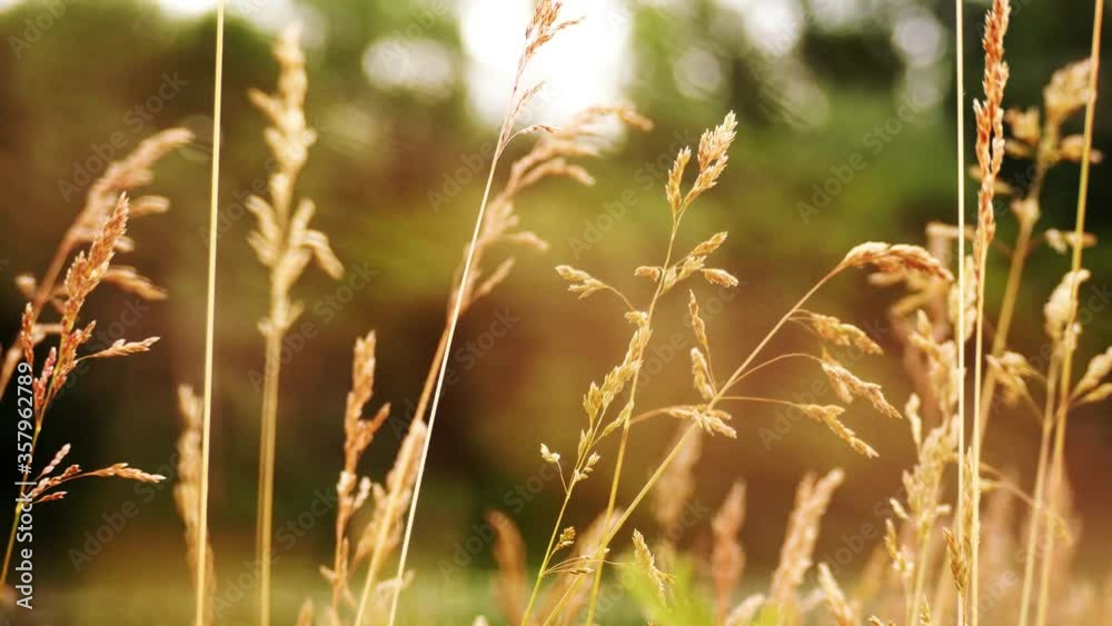 Yellow grass swaying on the wind. Yellow grass swaying on the wind.