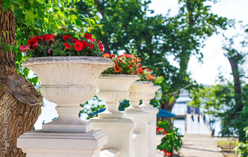 Fototapeta premium red and orange colored flowers of petunia grow in the street vases in the park near river side in a sunny day