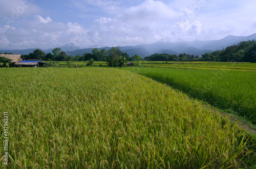 Beautiful rice field with mountain background in Thailand
