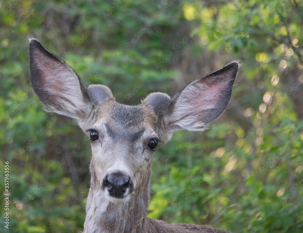 closeup of mule deer buck in velvet. closeup of mule deer buck in velvet.