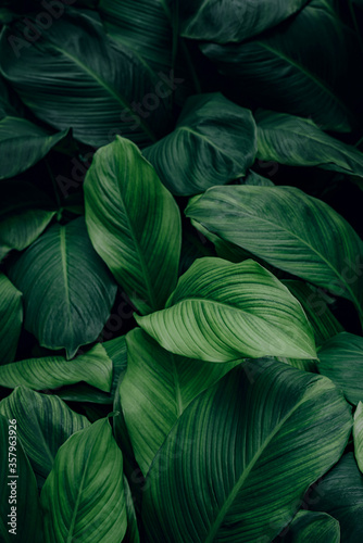 tropical leaf, abstract green leaf texture, nature background © eakarat