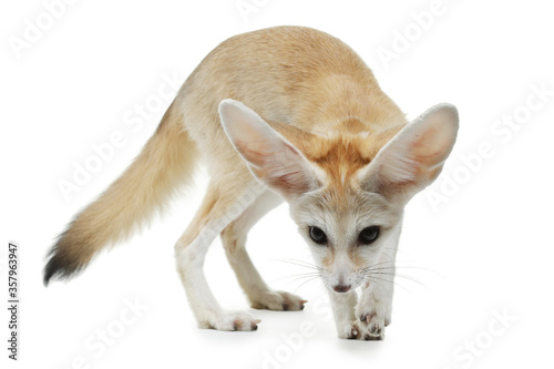 fennec fox on a white background in studio photo