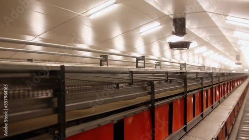 Chicken Factory Farm Interior Details