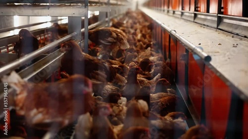 Chicken Factory Farm Interior Details