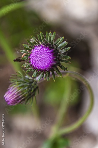 Closeup shot of the purple Spear Thistle wildflower photo