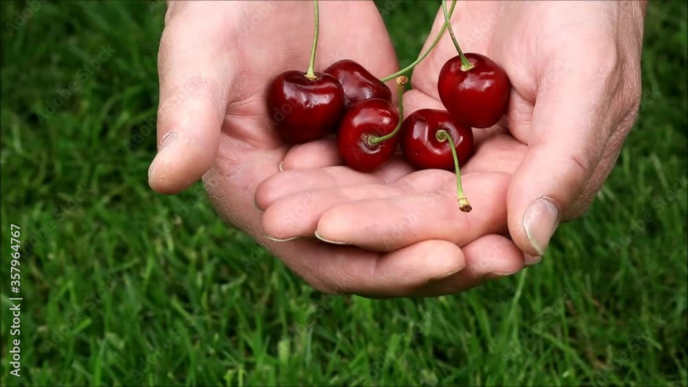 red cherries in man`s hand 
