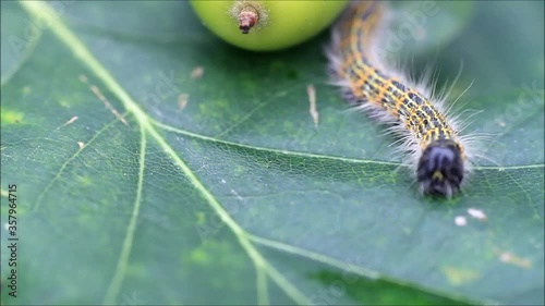 caterpillar macro, Phalera bucephala, Raupe Mondvogel
 photo